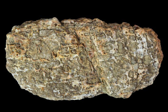 Achelousaurus Bone Fragment - Montana #103164